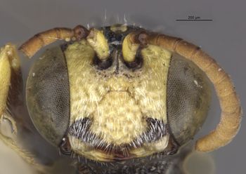 Media type: image;   Entomology 23538 Aspect: head frontal view